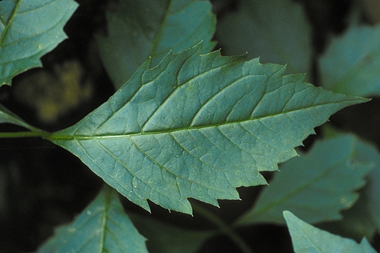 {Coreopsis latifolia}